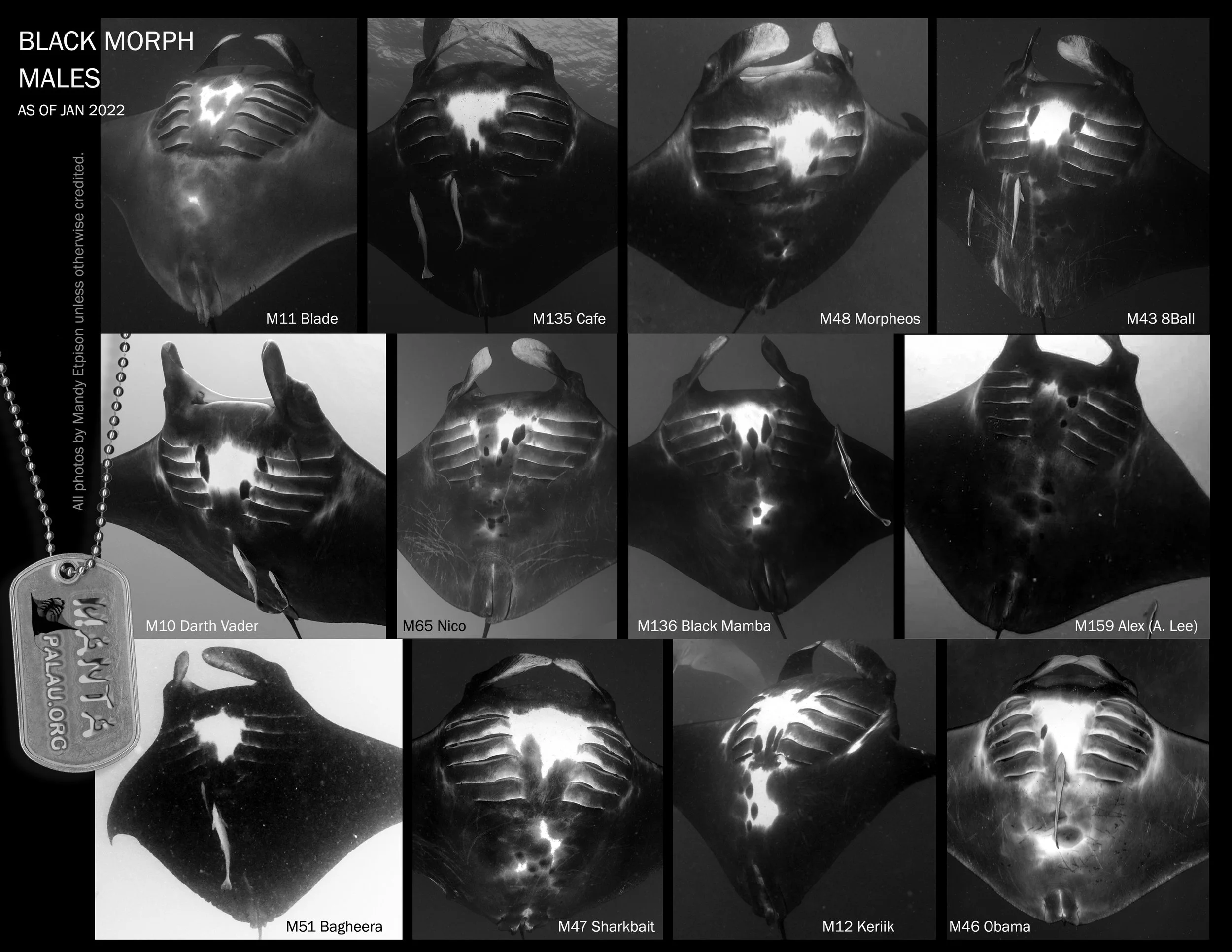 Black Mantas — Manta ID Palau